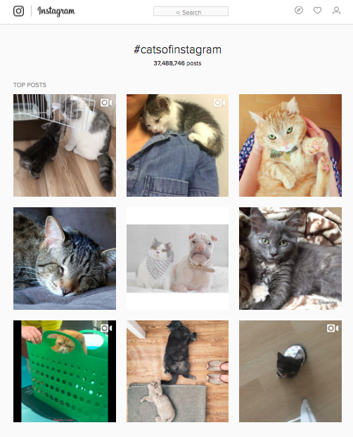 An example of the catsofinstagram hashtag on Instagram