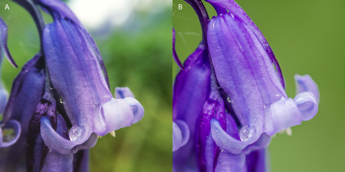 A dSLR/iPhone photo comparison of a Bluebell